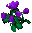 Rose of Trinsic Rose of Trinsic